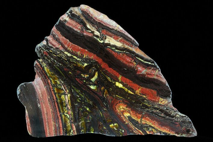 Polished Tiger Iron Stromatolite - ( Billion Years) #75822